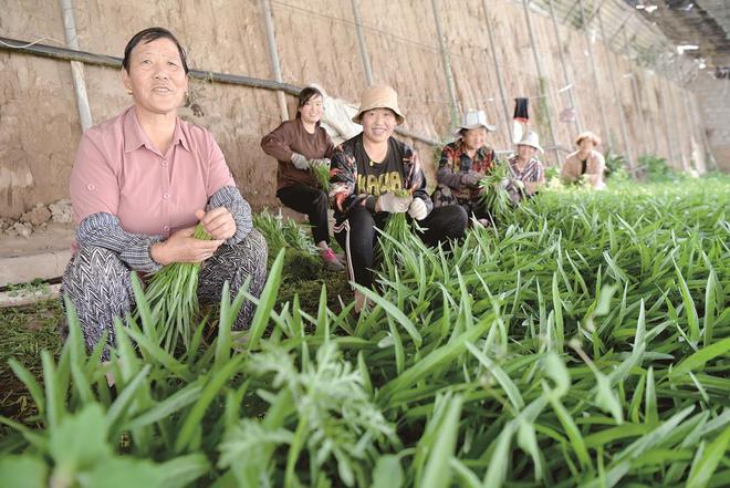 7月5日，在青?；萏镛r業種植基地內，農戶收割蔬菜。攝影：鄧建青